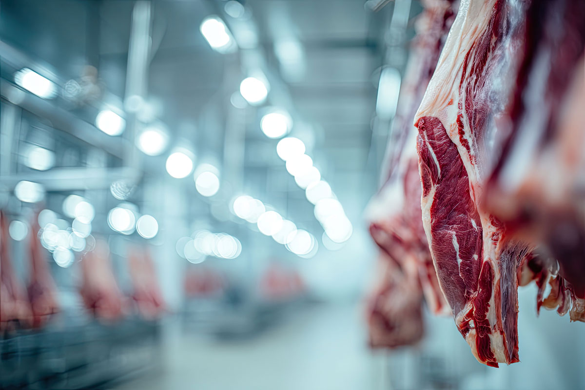 Logistica del fresco: consegne puntuali, catena del freddo e continuità di fornitura senza stress